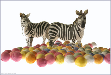 deux zebres, motif couleur, Ducruet