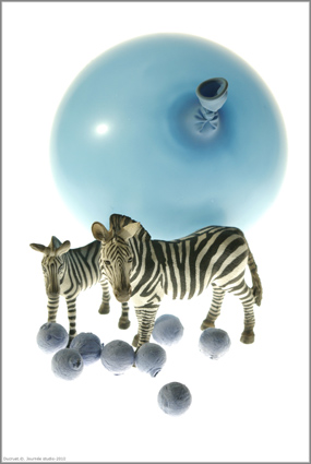 zebres auballon bleu, ducruet